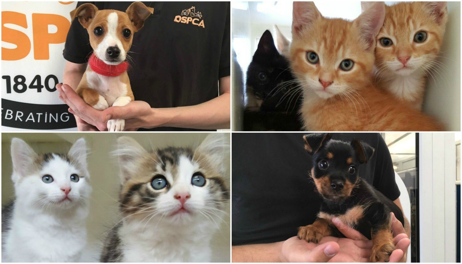 Photo of DSPCA Animals who will benefit from Teemie